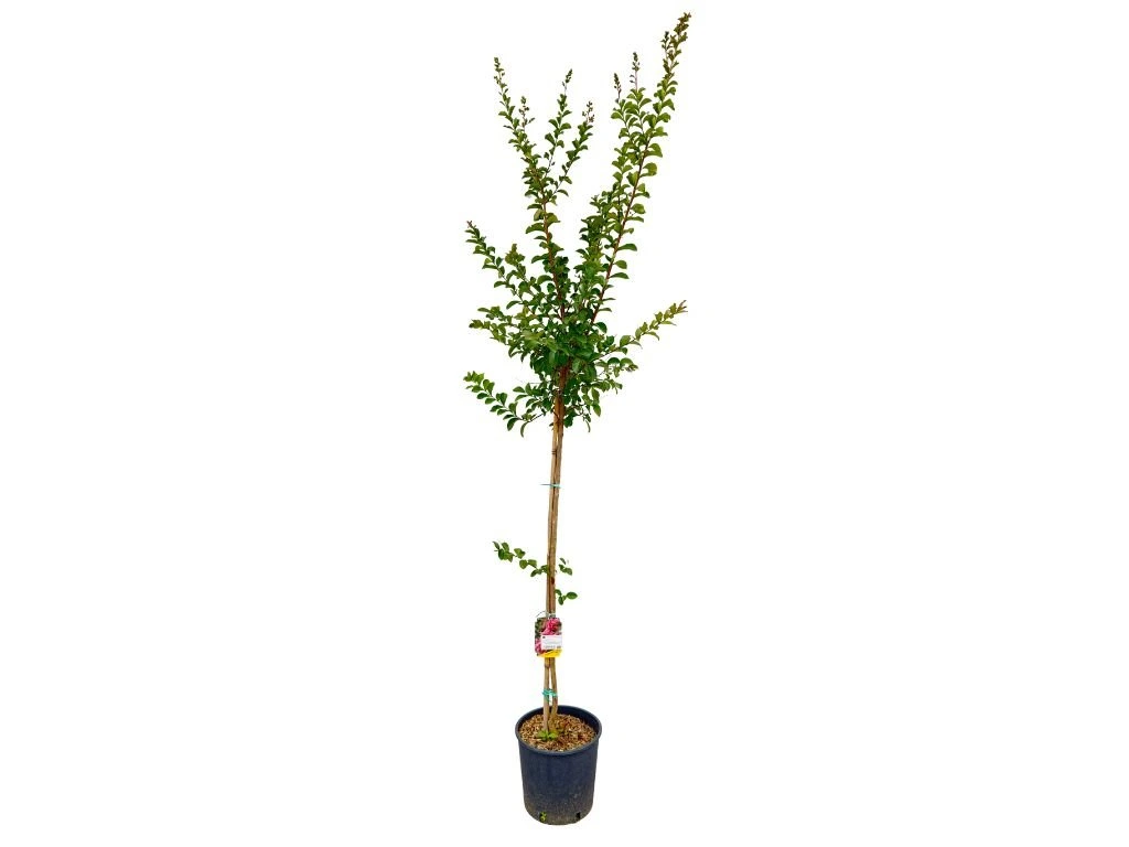 Myrta krepová Rosea na 150-170 cm kmienku, výška 200-220 cm, kvetináč 9 l