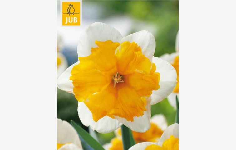 Narcis Orangery 5 ks v balení