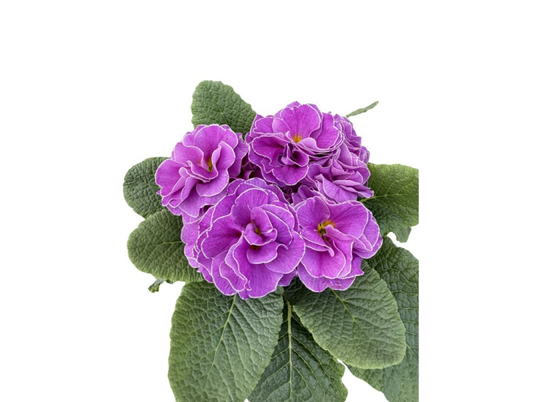 Prvosienka Rubens Lavender Pink, kont. 11 cm