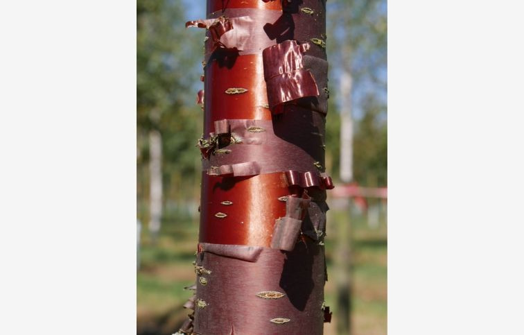 Čerešňa tibetská Branklyn 160-180 cm, kont. 2 l