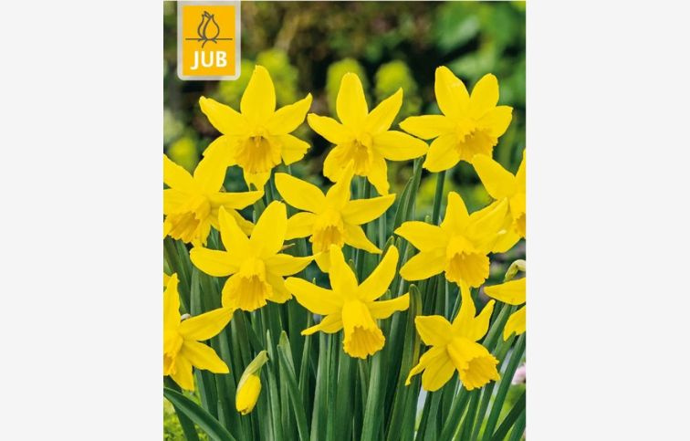 Narcis February Gold 5 ks v balení