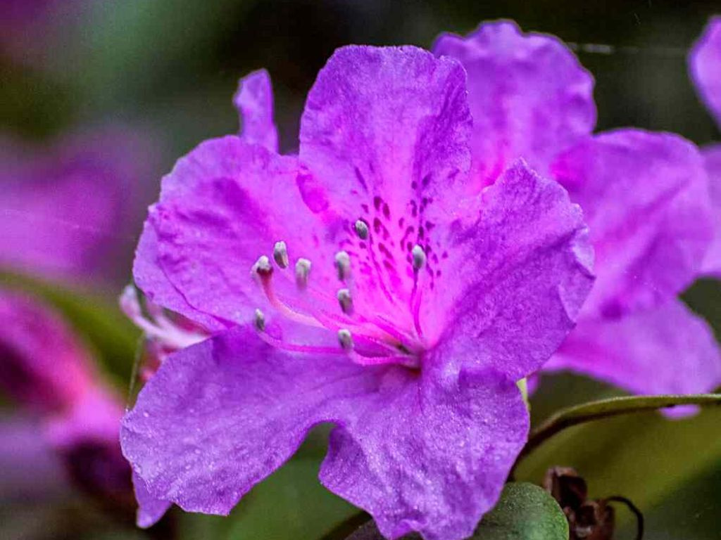 Azalka japonská Viola na 80-90 cm kmienku, výška 110-120 cm, kvetináč 12 l