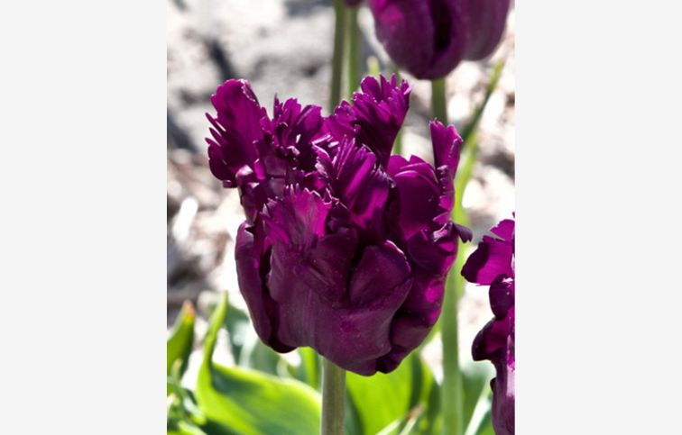 Tulipán Parrot Negrita 7 ks v balení