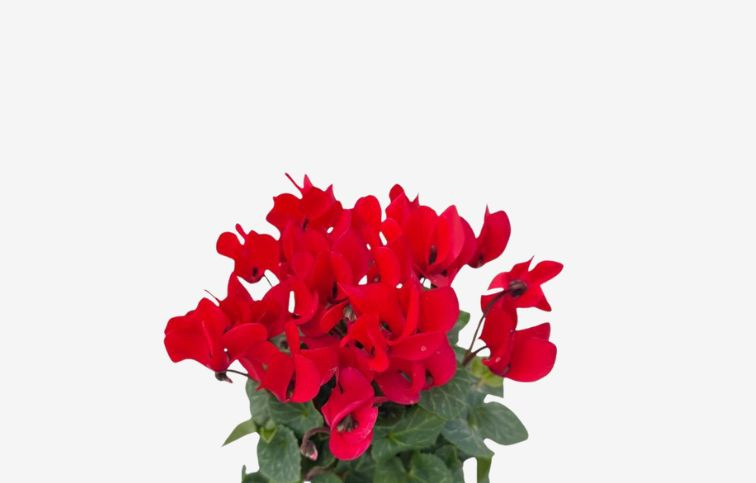 Cyklamén SS Compact Dark Red, kont. p10,5