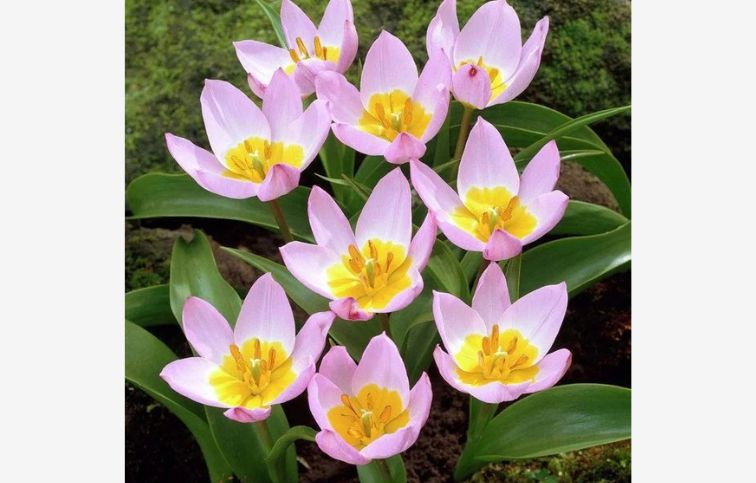 Tulipán botanický Bakeri Lilac Wonder 10 ks v balení