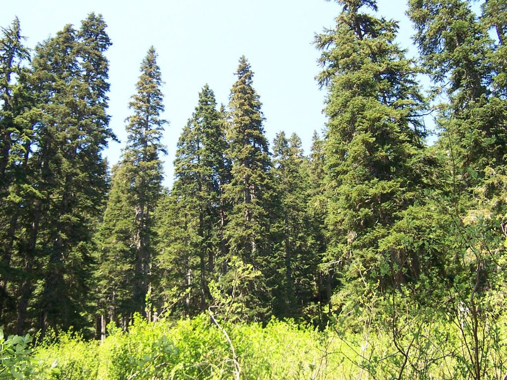 Duglaska tisolistá, výška 70-100 cm, kvetináč 9 l