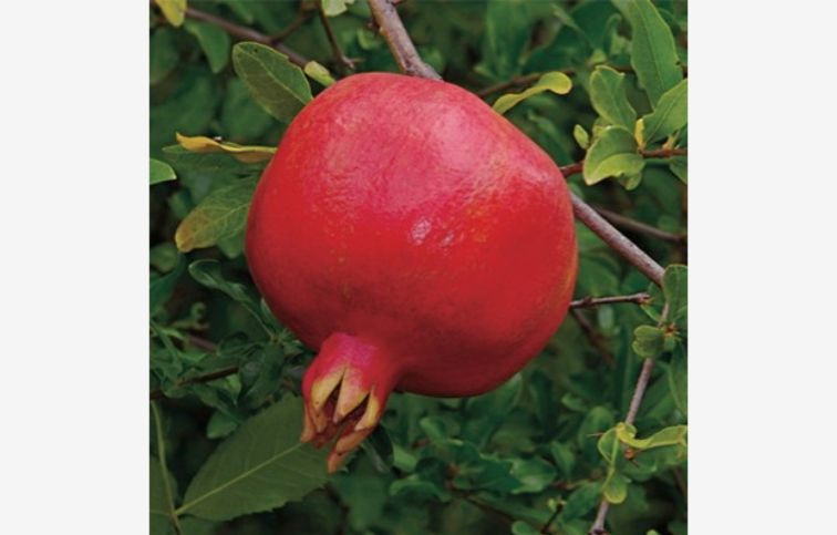 Granátové jablko Crimson Sky 30-50cm, kont. 2 l