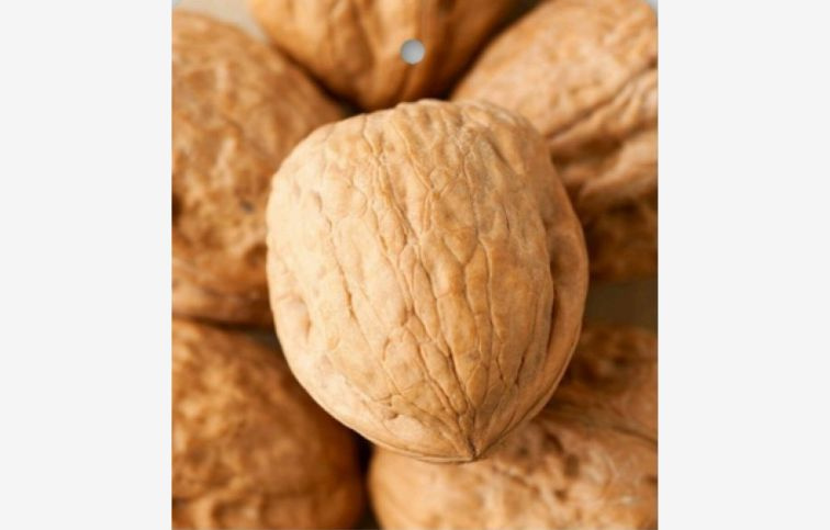 Orech kráľovský Saturn, semenáč, 70-100cm, kont. 6 l