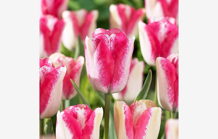 Tulipán Mata Hari 7 ks v balení