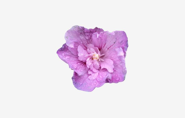 Ibištek sýrsky Lavender Chiffon na cca 70cm kmienku, výška 100-120cm, kont. 5 l