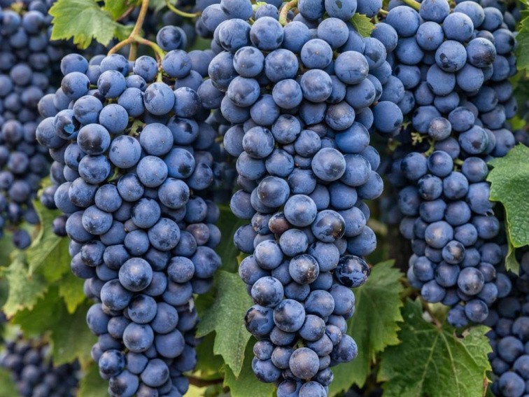 Vinič stolový Festivee, kvetináč 2 l