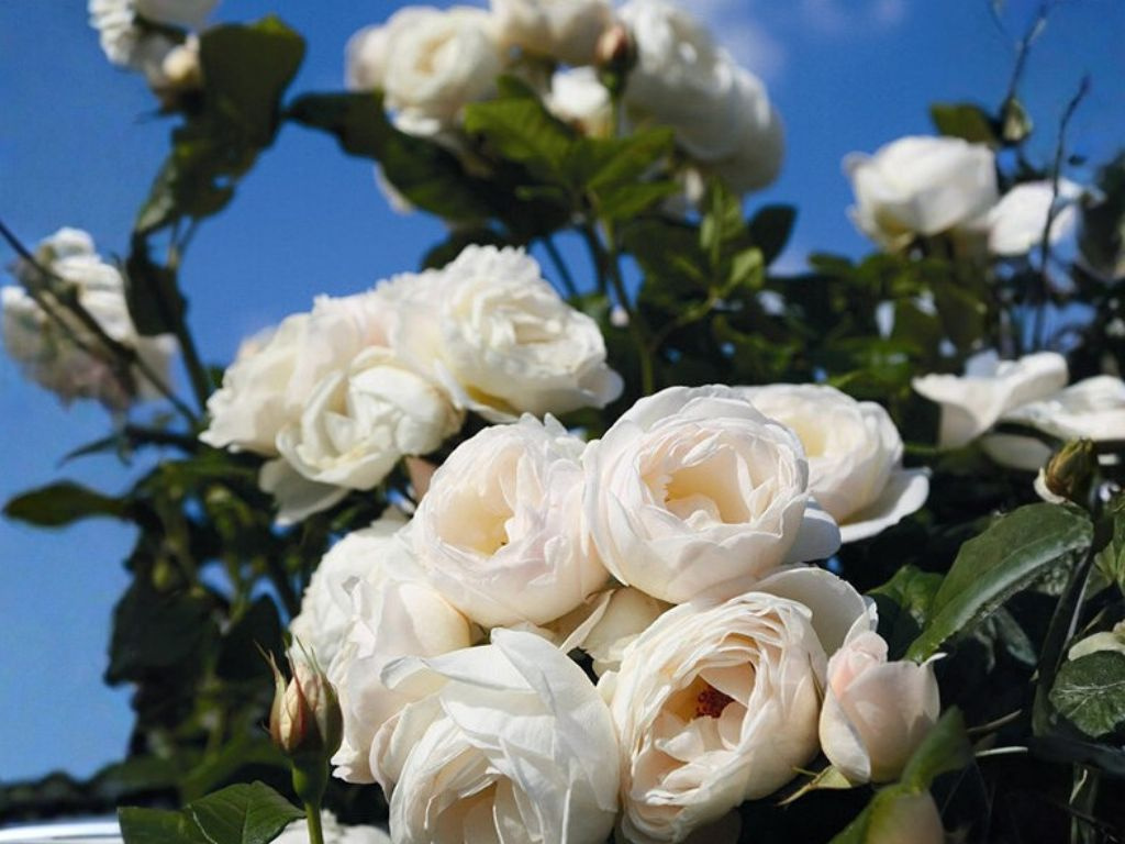 Ruža popínavá Uetersener Klosterrose, výška 150-180 cm, kvetináč 5 l