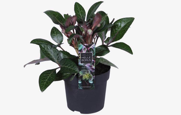 Čemerica lividus Purple Marble, kont. p14