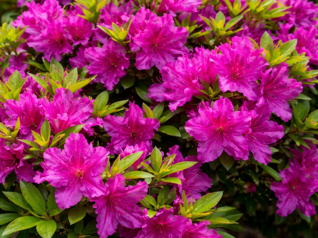 Azalka japonská Purple Splendor na 50-60 cm kmienku, výška 80-100 cm, kvetináč 12 l