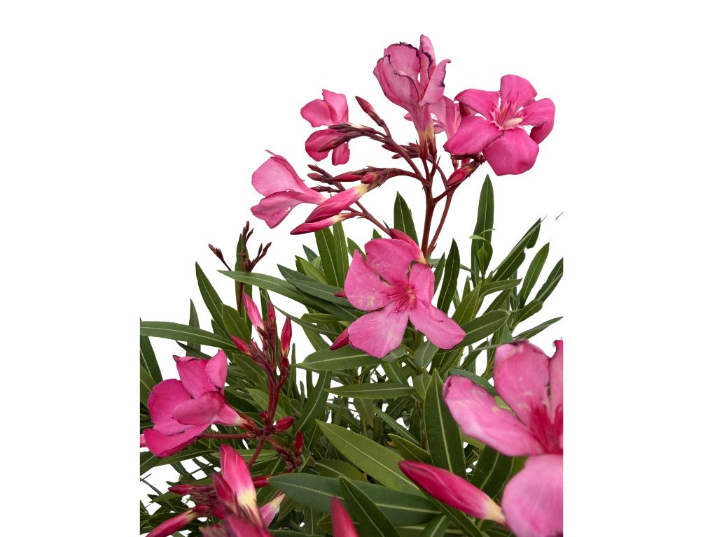 Oleander Margaritha, výška 80-100 cm, kvetinač 10 l