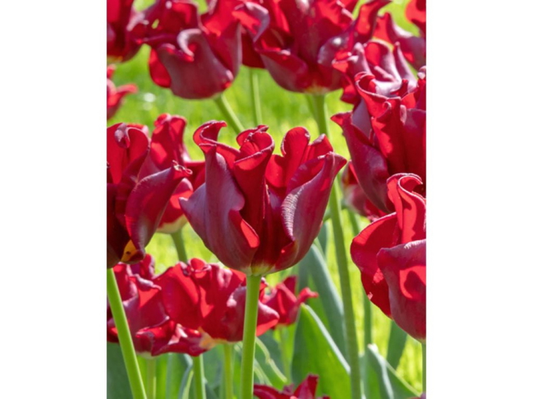 Tulipán Red Dress 5 ks v balení