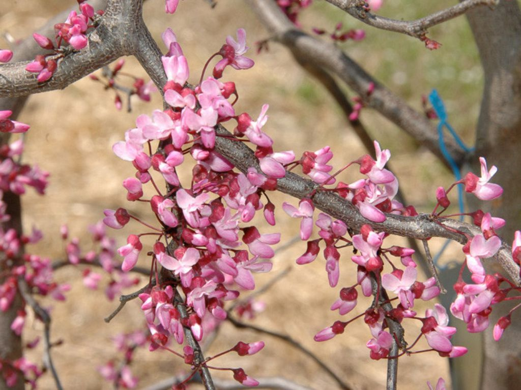 Judášovec kanadský Ruby Falls, výška 180-200 cm, kvetináč 20 l