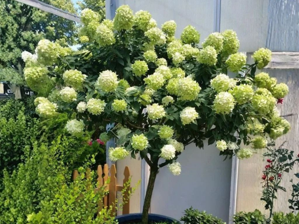 Hortenzia metlinatá Limelight na 60-80 cm kmienku, výška 90-110cm, kvetináč 5-7,5 l