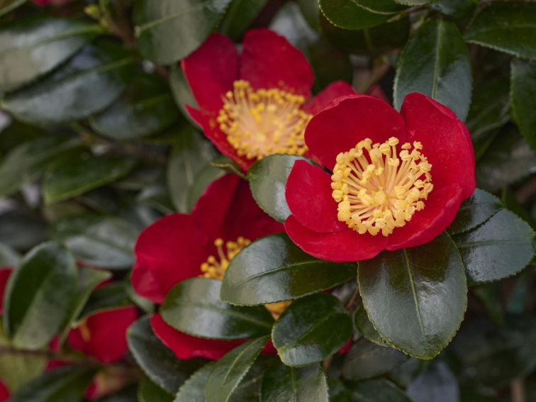 Kamélia japonská Dr. Burnside, výška 50-60 cm, kvetináč 9 l