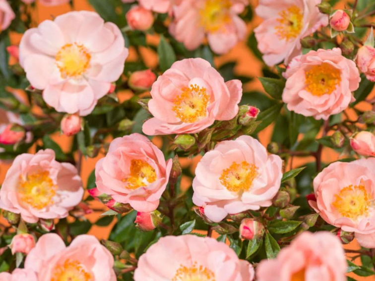 Ruža popínavá Blueshing Queen, výška 50-60 cm, kvetináč 1,5 l