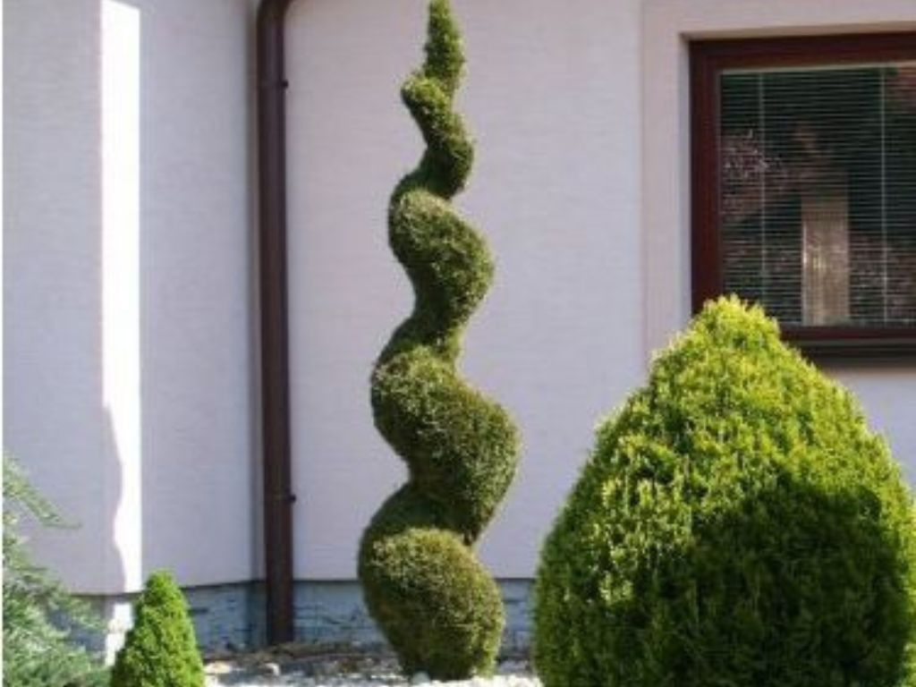 Tuja západná Smaragd, špirála, výška 160-180 cm, kvetináč 24 l