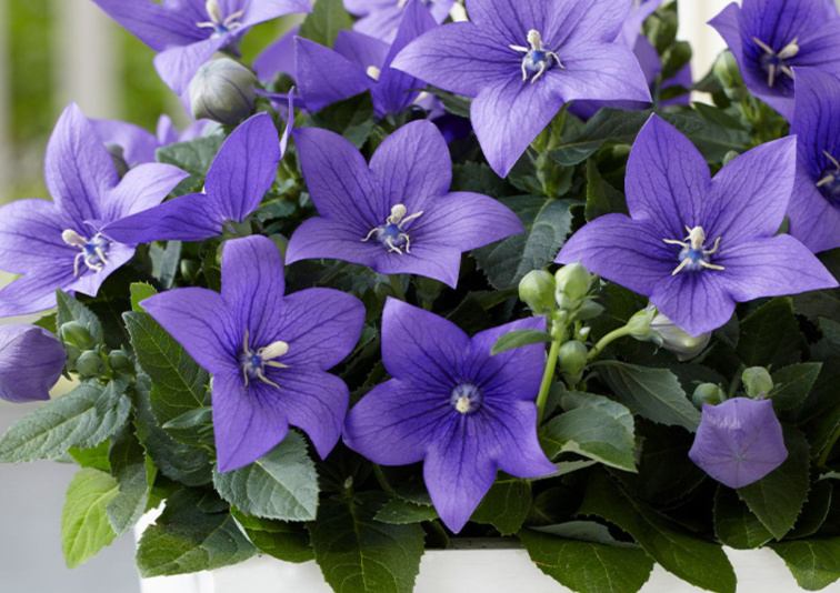 Balónovník veľkokvetý Astra Blue