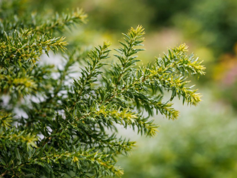 Kryptoméria japonská Yokohama, výška 20-30 cm, kvetináč 19 cm