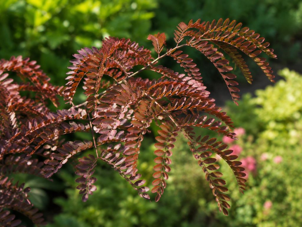 Gledíčia trojtŕňová Rubylace, výška 180-220 cm, kvetináč 10 l