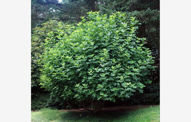 Figovník Dottato 30-40 cm, kont. 2 l