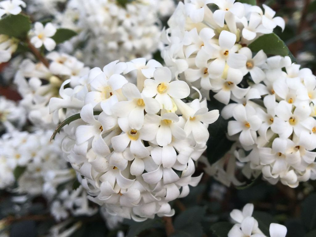Osmanthus Perfume of Nature, výška 30-40 cm, kvetináč 19 cm