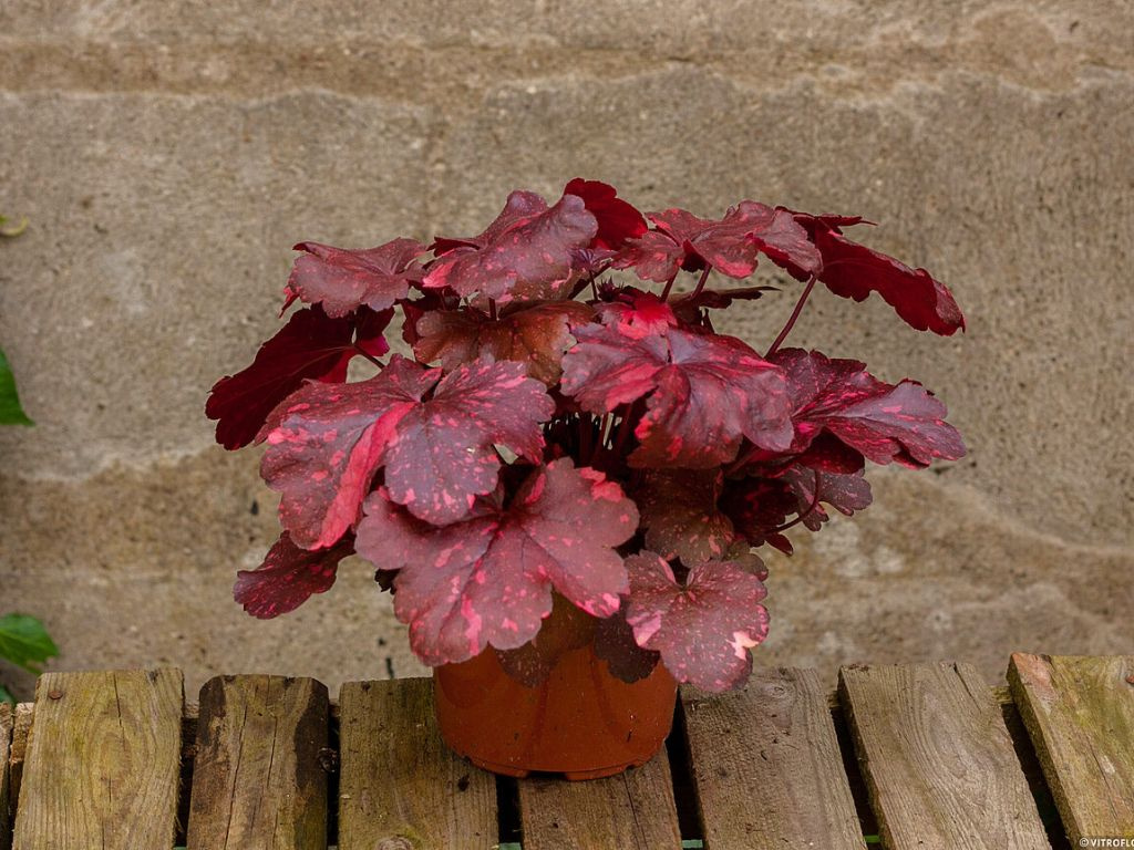 Heuchera Galaxy