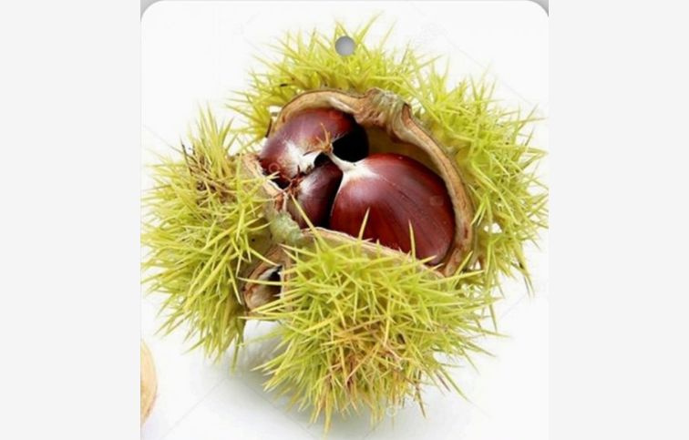 Gaštan jedlý Maraval, semenáč, 140-160 cm , kont. 6 l