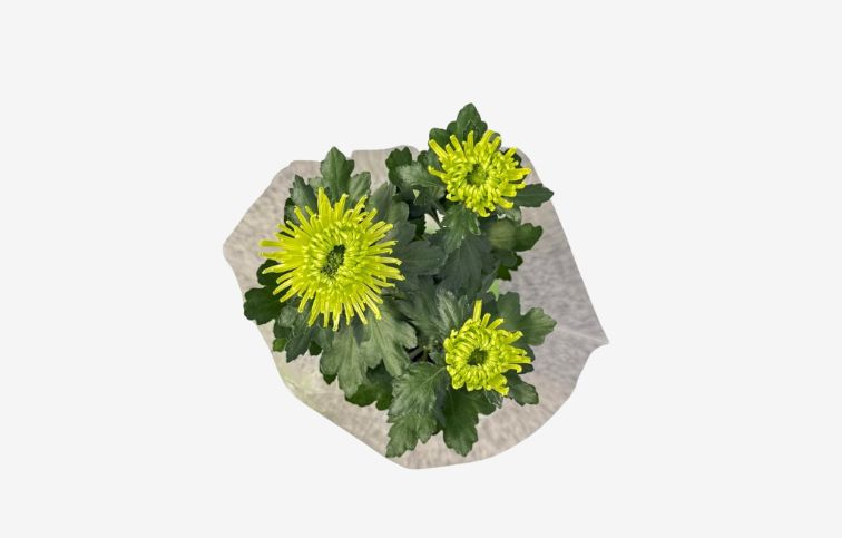 Chryzantéma Anastasia zelená, kont. p12