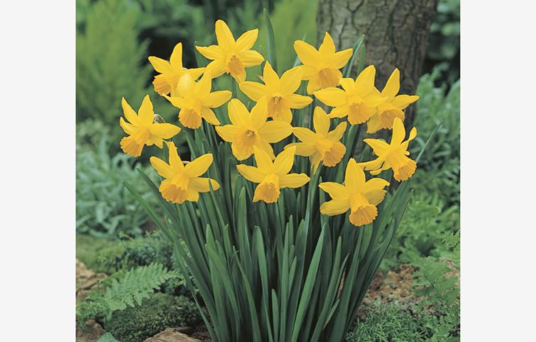 Narcis February Gold 5 ks v balení