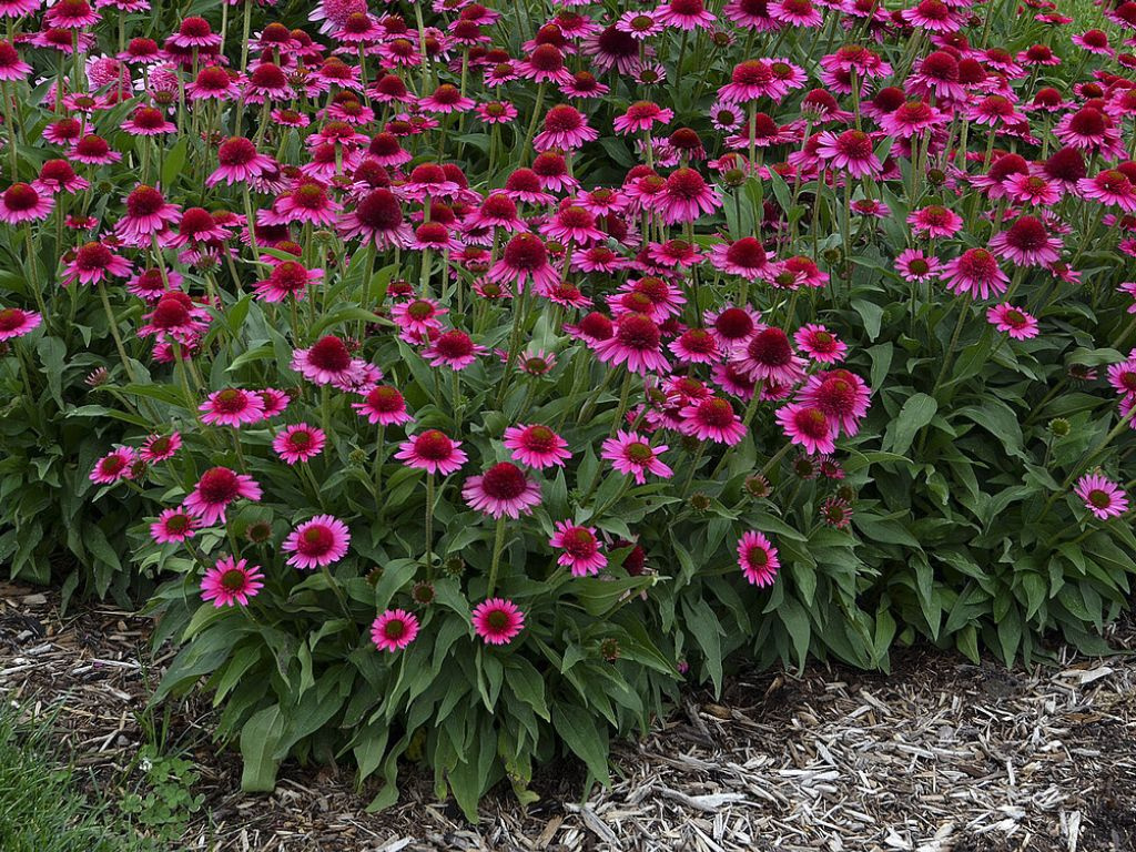 Echinacea purpurová Delicious Candy