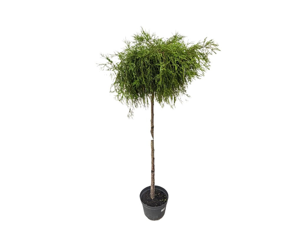 Cypruštek hrachonosný Filifera na kmienku 120-140 cm, kont. 7,5-10 l