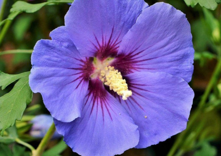 Ibištek sýrsky Oiseau Bleu, výška 20-30 cm, kvetináč 13 cm