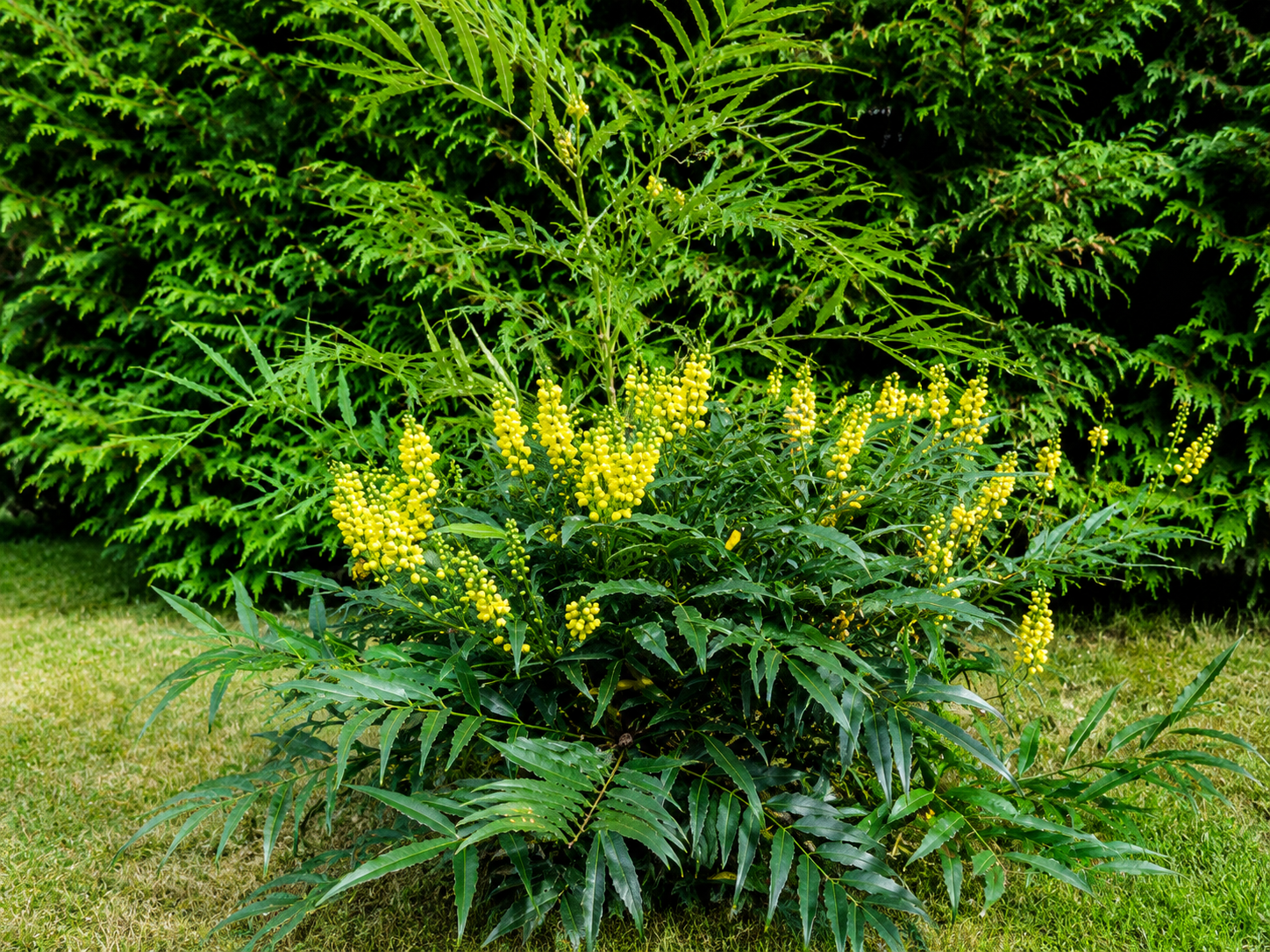 Mahonia confusa Narihira, výška 60-80 cm, kvetináč 9 l