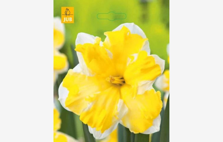 Narcis Cassata 5 ks v balení