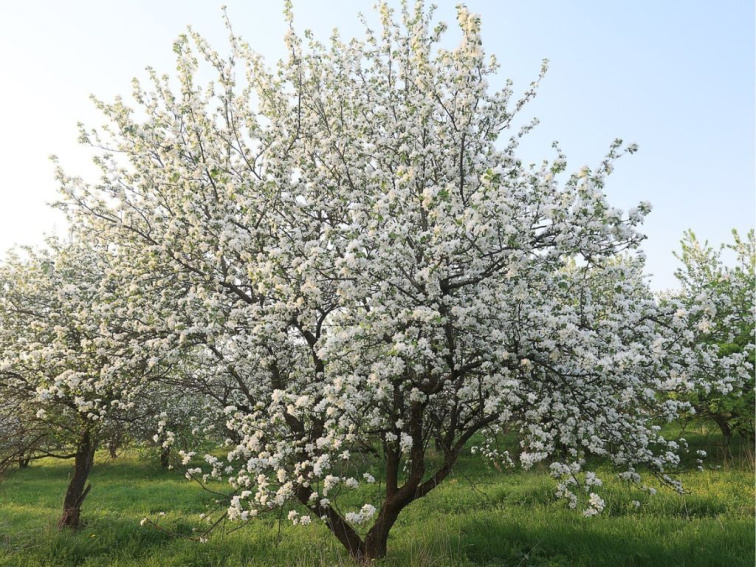 Okrasná jabloň Evereste na 160-170 cm kmienku, výška 280-300 cm, kvetináč 18 l