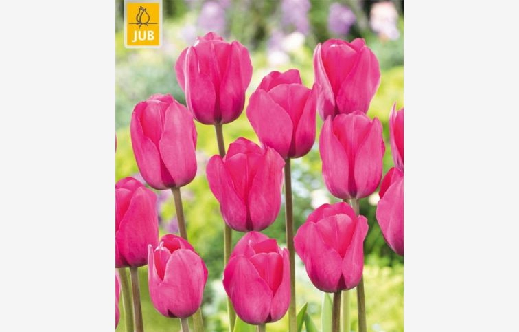 Tulipán Triumph Pink 15 ks v balení