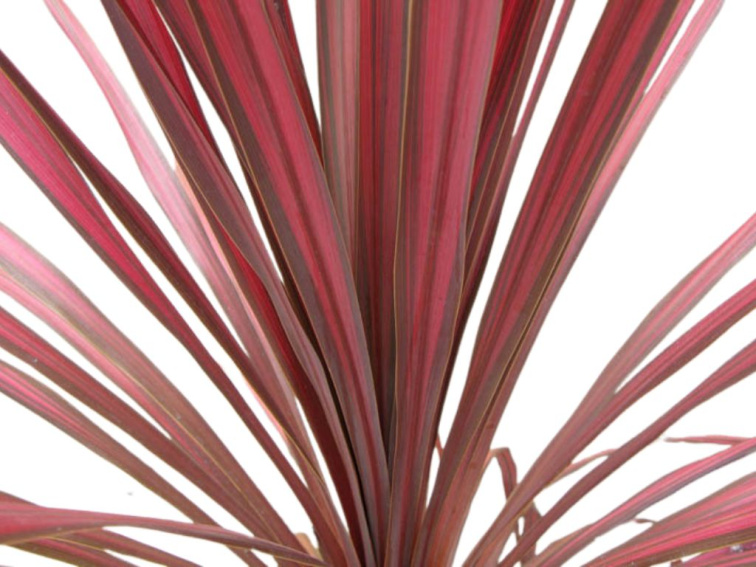 Kordylina Banksova Salsa, výška 40-50 cm, kvetináč 9 cm