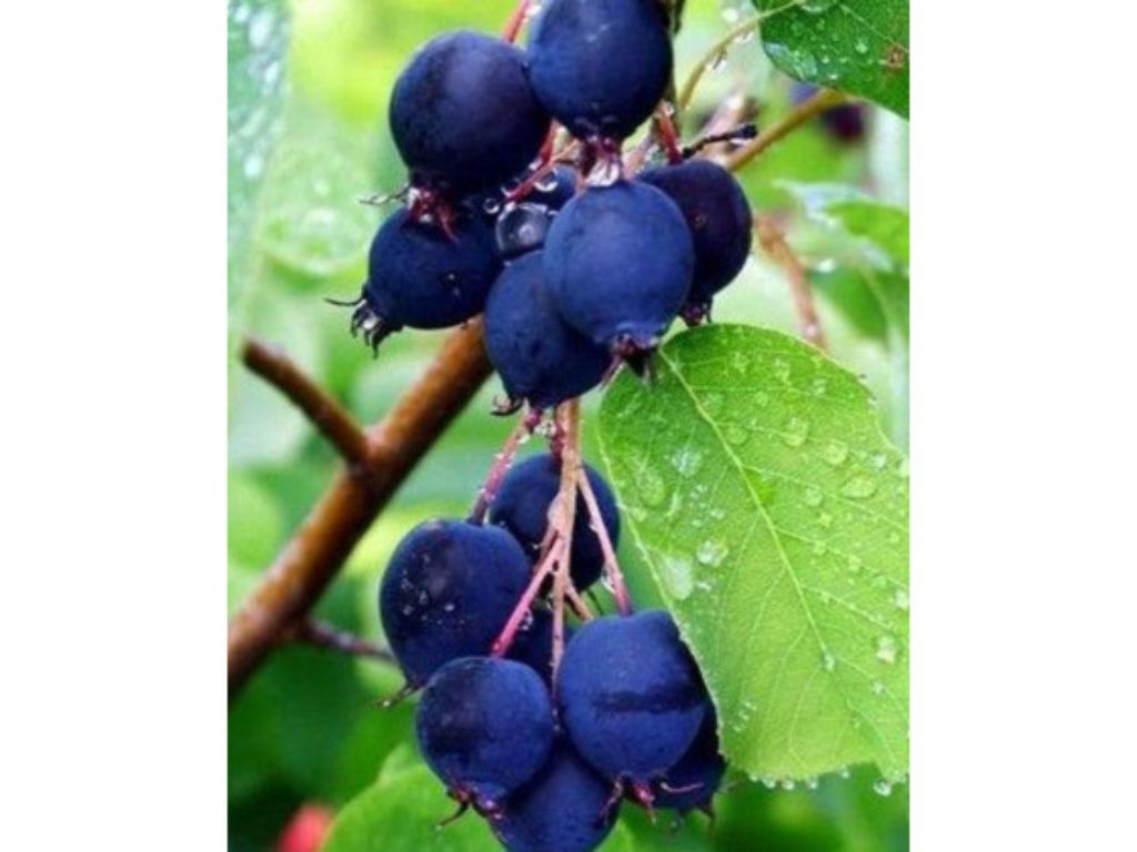 Muchovník kanadský October Flame, výška 100-120 cm, kvetináč 9 l