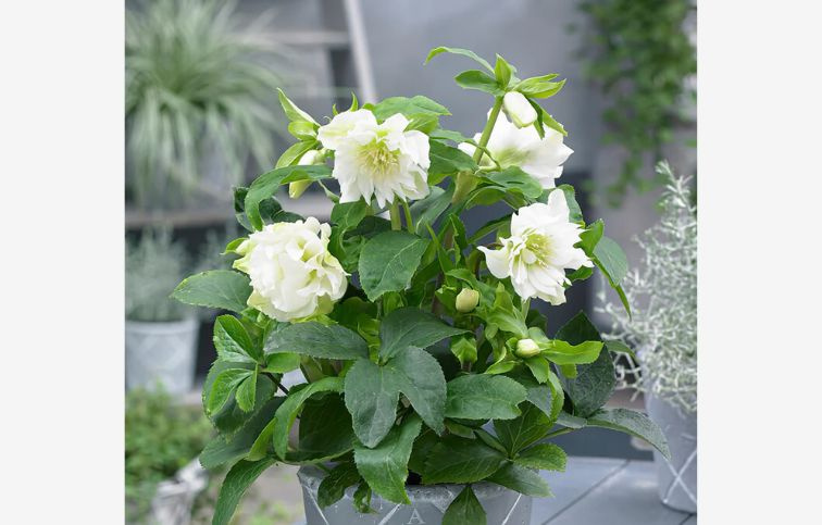 Čemerica východná Double Ellen White, kont. p14