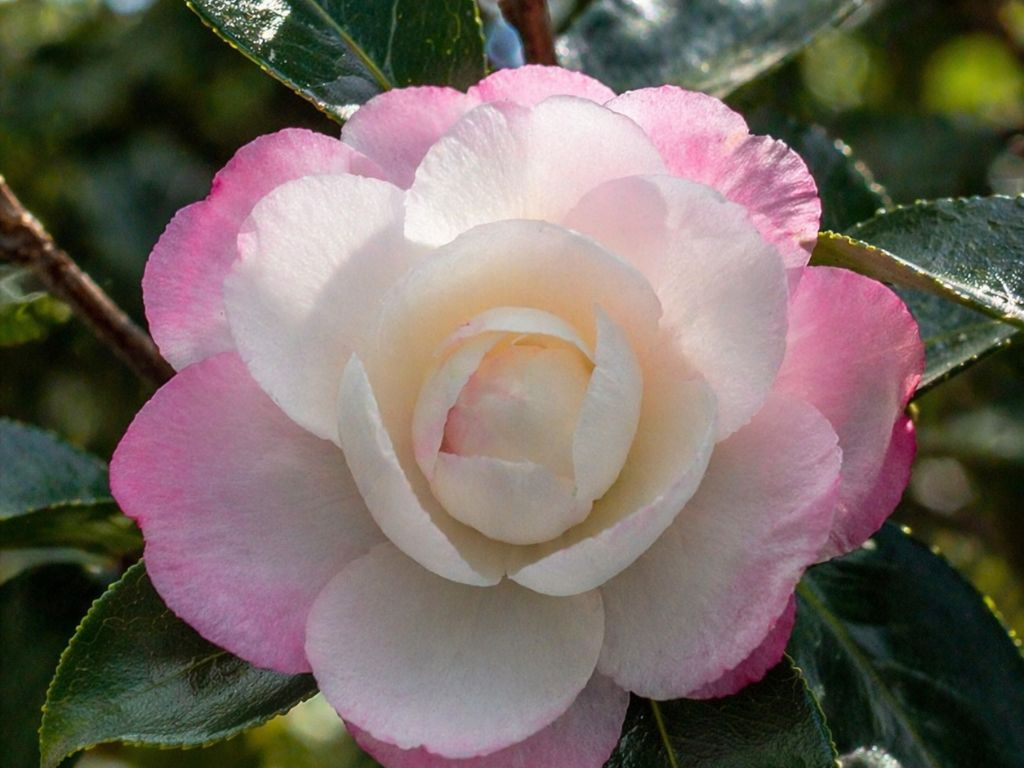 Kamélia sasanková Hime Botan, výška 60-90 cm, kvetináč 9 l