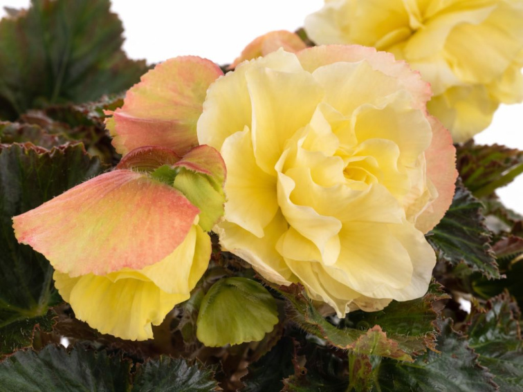 Begónia Fragrant Falls Lemon