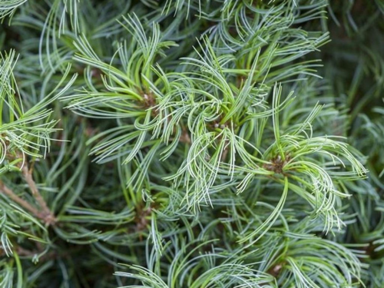 Borovica hladká Tiny Curls, výška 20-30 cm, kvetináč 19 cm