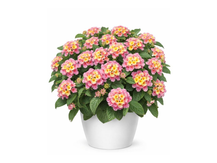 Lantana Lantropics Lemon Pink