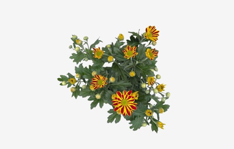 Chryzantéma Hoi Hoi, kont. p12