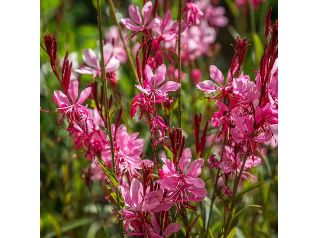 Gaura lindheimerova Siskiyou Pink, kvetináč 9 cm